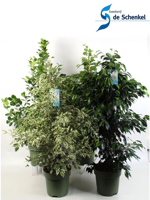 <h4>Ficus benj. mixkar</h4>