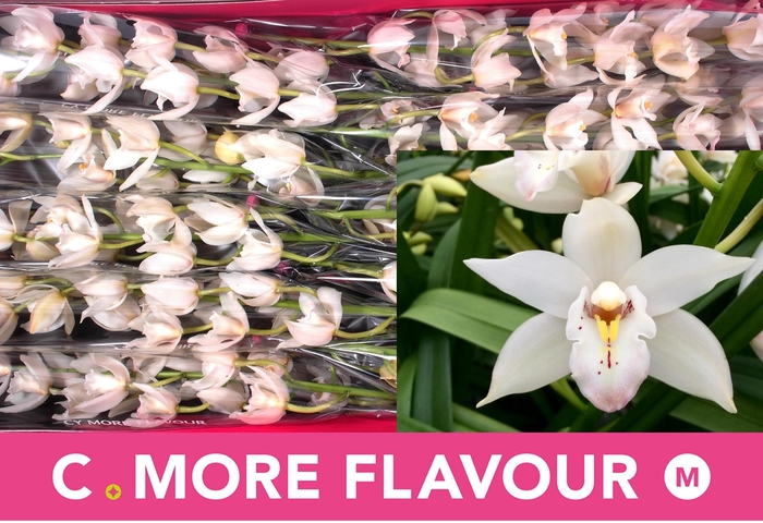 <h4>CYMB MI MARGOT</h4>