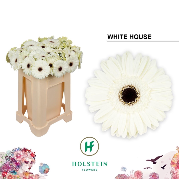 <h4>GE GR WHITE HOUSE</h4>