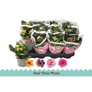 KAL GE GEM TWEEKL BL