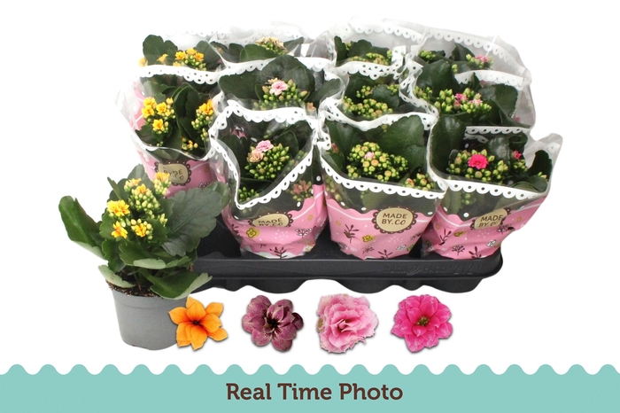 <h4>KAL GE GEM TWEEKL BL</h4>