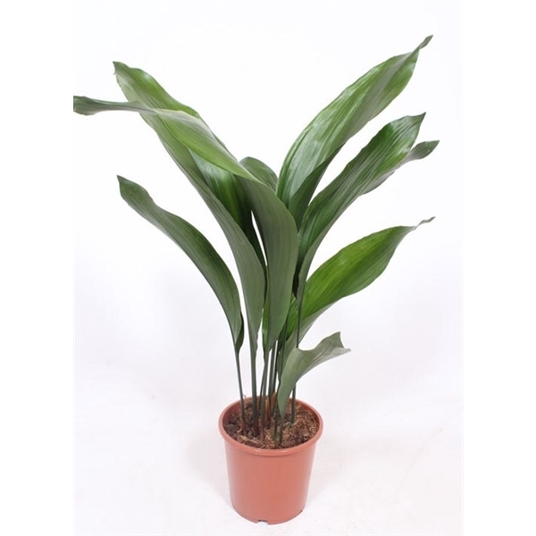 <h4>Aspidistra elatior</h4>