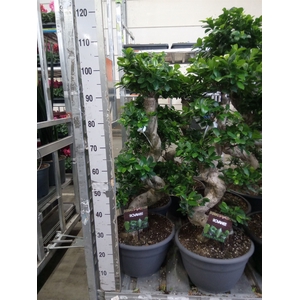 Ficus microcarpa 'Ginseng'