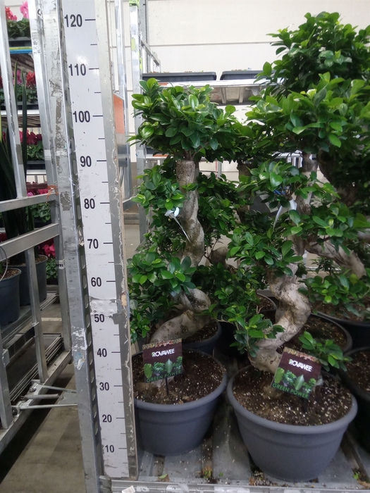 <h4>Ficus microcarpa 'Ginseng'</h4>