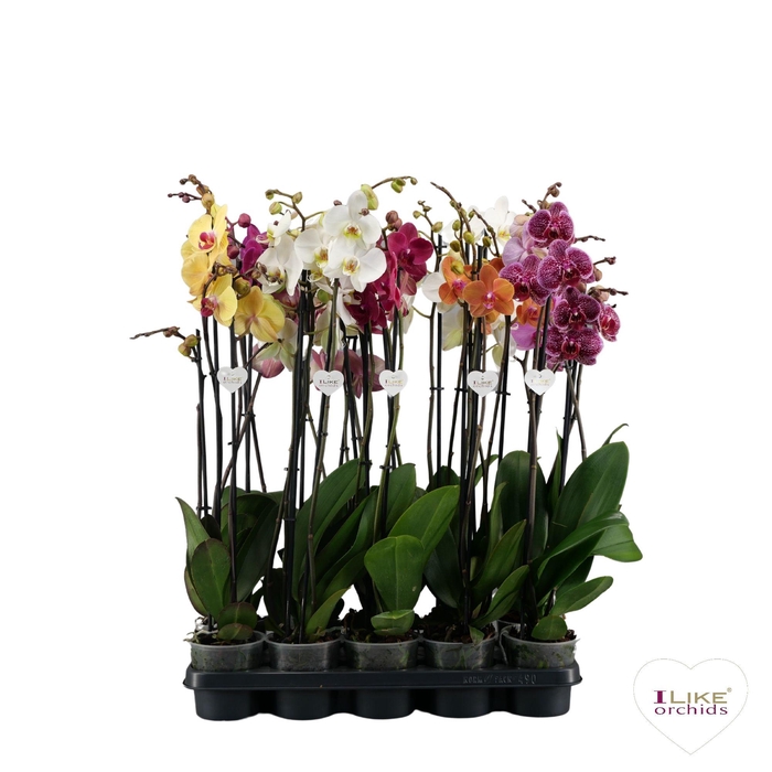 <h4>Phalaenopsis mix - 3 tak 80cm</h4>
