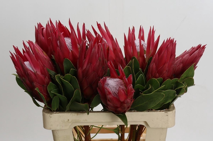 Protea Cynaroides Madiba