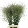 Panic Vi Warrior