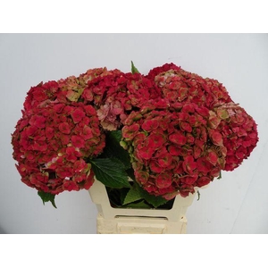 HYDR M ROY ANASTA CL