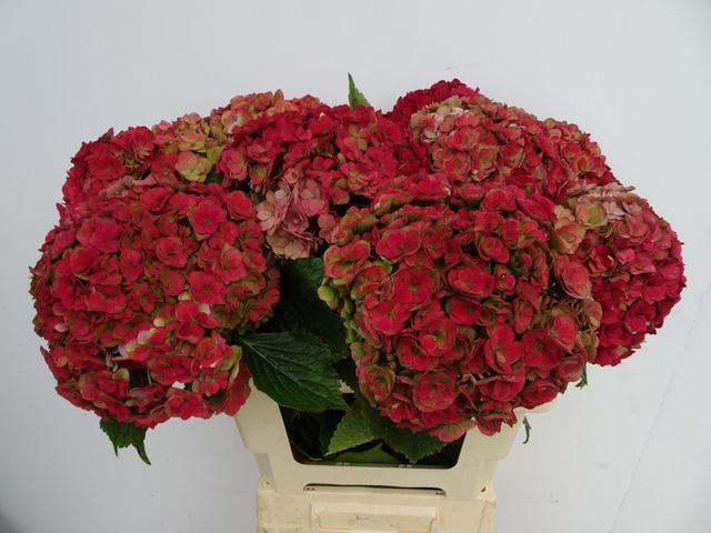 <h4>HYDR M ROY ANASTA CL</h4>