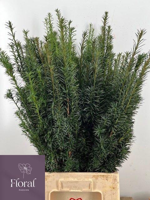 <h4>TAXUS B FASTIGIATA</h4>