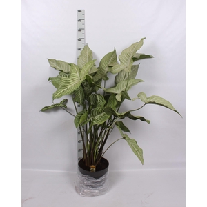 PLANTEN OV