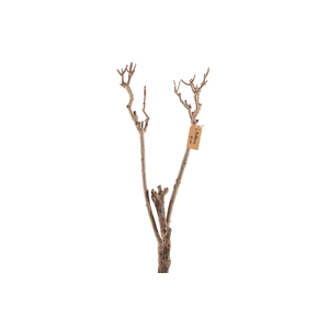 Syringa Branch Extra Levacher