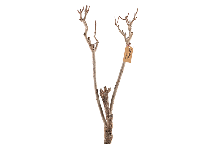 <h4>Syringa Branch Extra Levacher</h4>