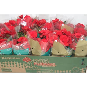 BEGONIA BALADIN P11