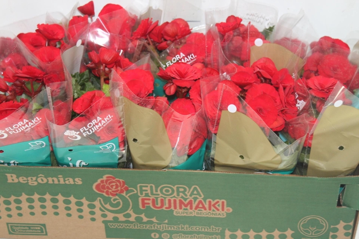 <h4>BEGONIA BALADIN P11</h4>