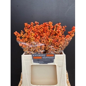 ILEX ILEXIA VICTORIA