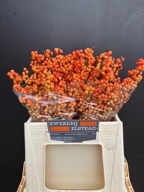 <h4>ILEX ILEXIA VICTORIA</h4>