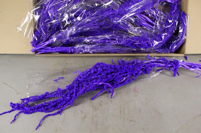 <h4>PF Amaranthus Hang Milka Bs</h4>
