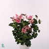 PEL PELT DECORA ROSE