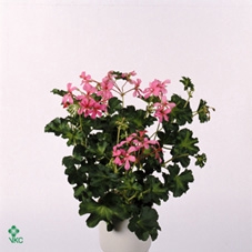 PEL PELT DECORA ROSE