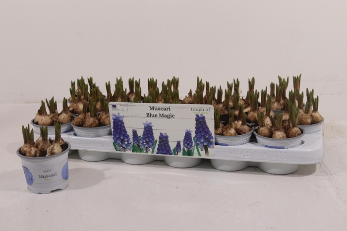 <h4>MUSCAR BLUE MAGIC</h4>