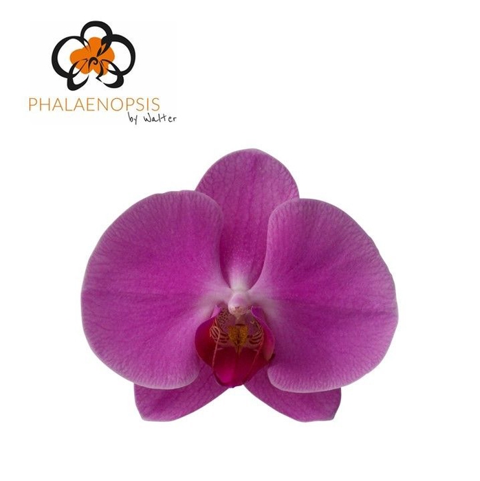 <h4>Phalaenopsis Happy Valentina 7-9</h4>