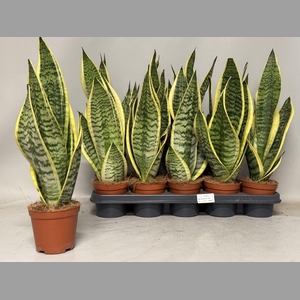 SANSEV FUTURA SUPERB