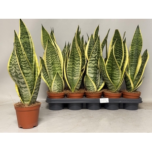 SANSEV FUTURA SUPERB