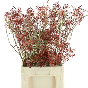 Rosa Corallo Orange Red