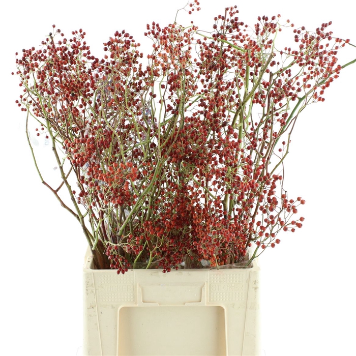 <h4>Rosa Corallo Orange Red</h4>