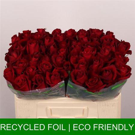 <h4>R Gr Ever Red</h4>