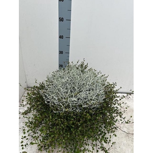 LEUCOPH BROWNII