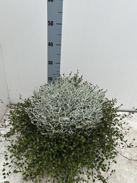 <h4>LEUCOPH BROWNII</h4>