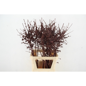Ilex ve Metallic Bordeaux 100cm