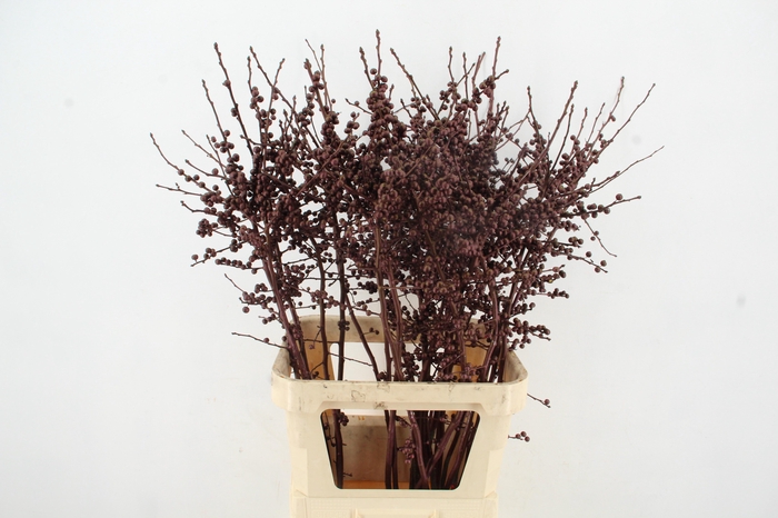 <h4>Ilex ve Metallic Bordeaux 100cm</h4>