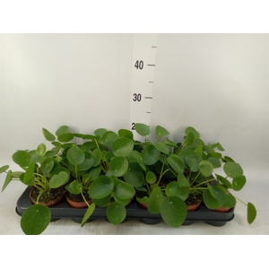 Pilea peperomoides