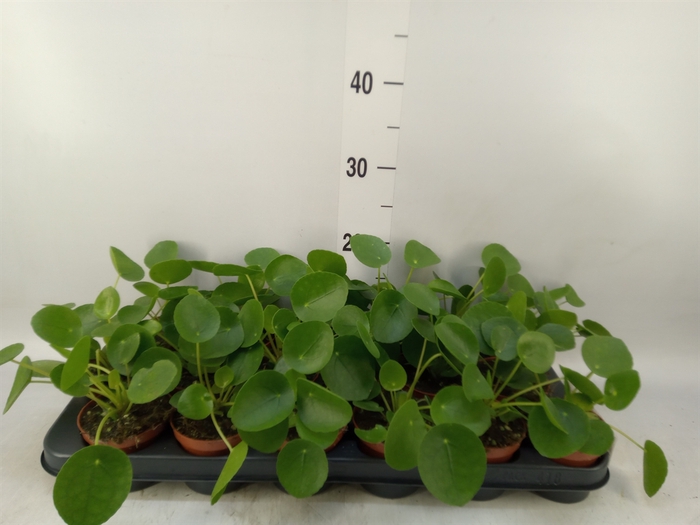 <h4>Pilea peperomoides</h4>
