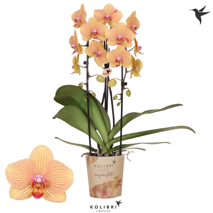 <h4>Kolibri Orchids Phalaenopsis Cascade Niagara Fall Sunny Bunny 2 spike</h4>