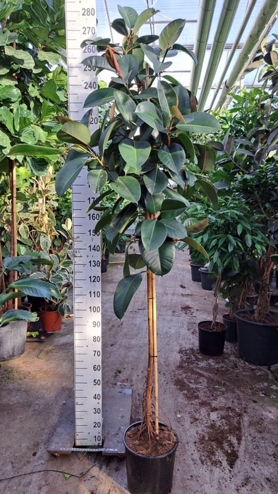 Ficus Elastica Robusta
