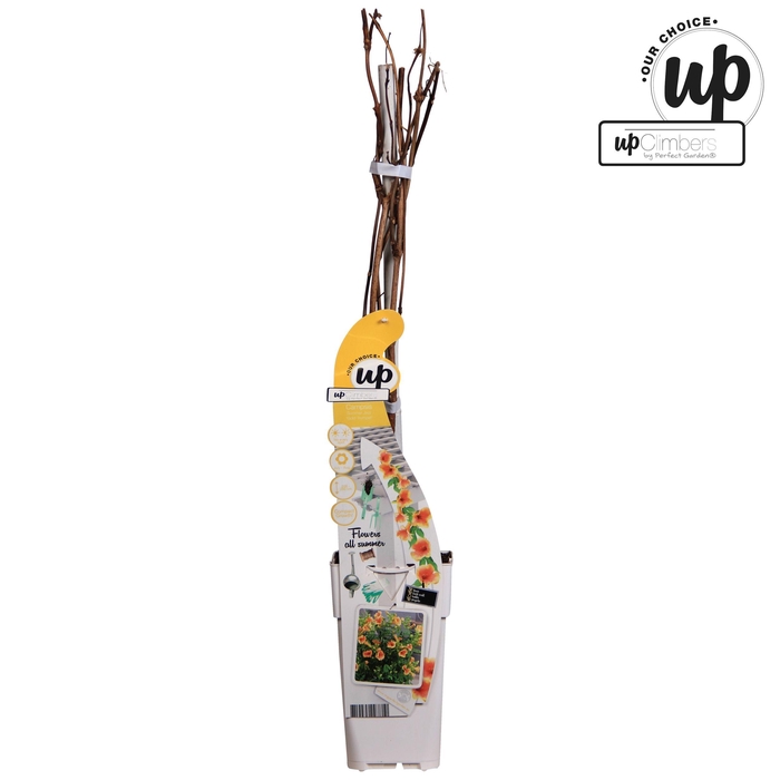 <h4>Campsis Summer Jazz Gold Trumpet P15</h4>