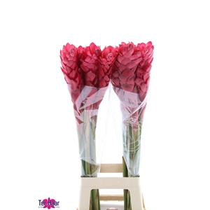 ALPINIA PURPURATA