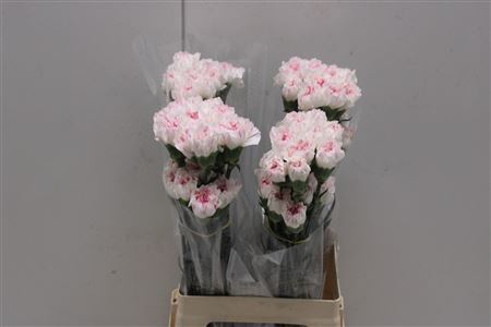 <h4>Di St Yukari Cherry</h4>