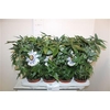 Passifl .caerulea Pot 12