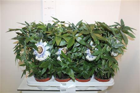 Passifl .caerulea Pot 12
