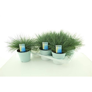 Festuca glauca Intens Blue 17Ø 30cm