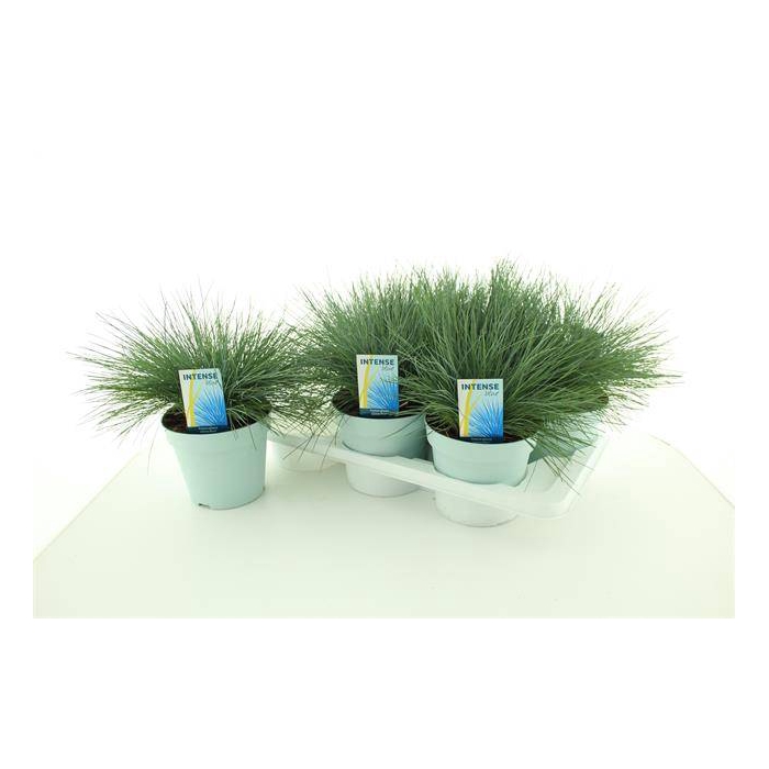 <h4>Festuca glauca Intens Blue 17Ø 30cm</h4>