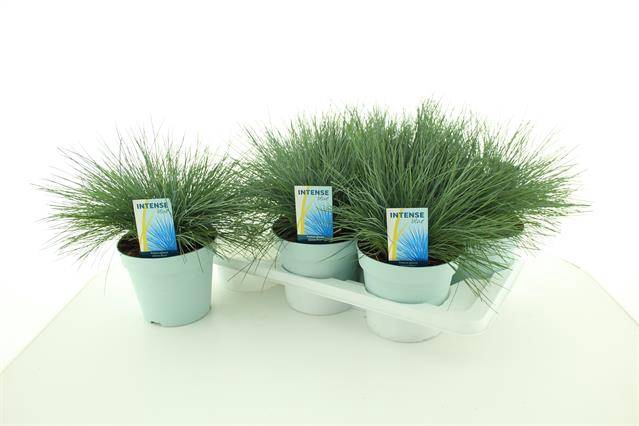 Festuca glauca Intens Blue 17Ø 30cm