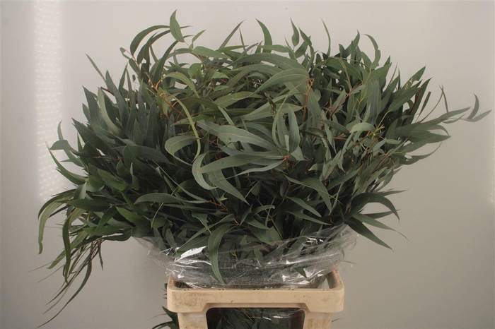 <h4>Euc Nicholii Big Leaves Per Bunch 300 Gram</h4>