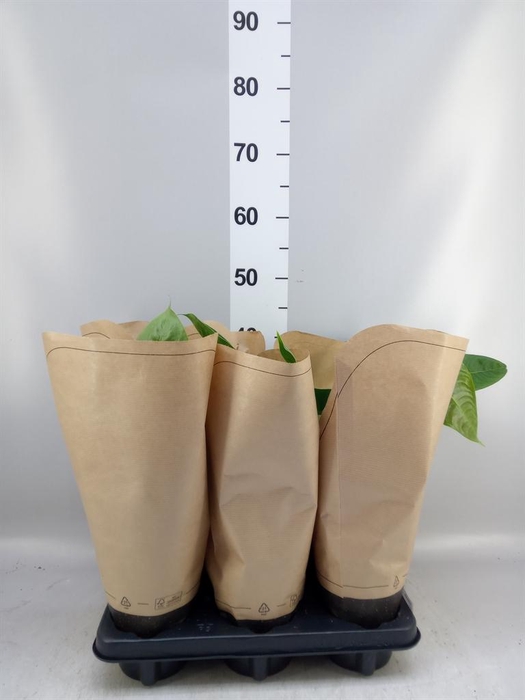 <h4>Anthurium   ...</h4>
