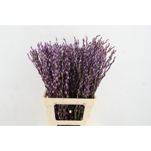Salix Snowflake 70cm Milka